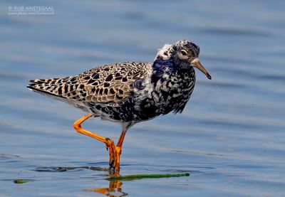 Kemphaan - Ruff - Philomachus puqnax