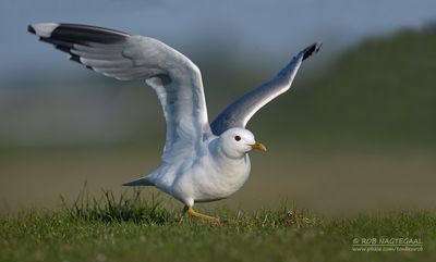 Stormmeeuw - Common gull - Larus canus