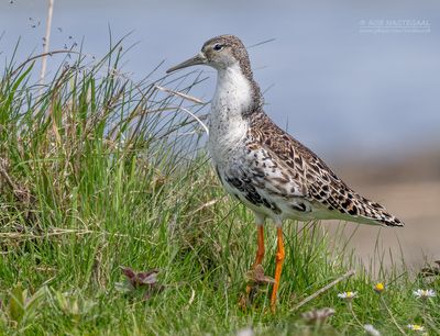 Kemphaan - Ruff - Philomachus puqnax