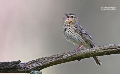 Boompieper - Tree Pipit - Anthus trivialus