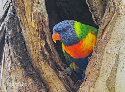 Lori van de Blauwe Bergen - Rainbow Lorikeet - Trichoglossus moluccanus