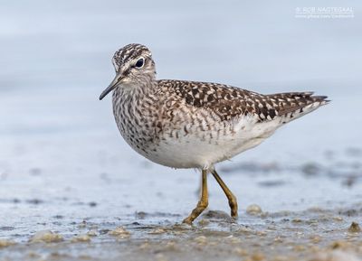 Bosruiter - Wood sandpiper - Tringa glareola