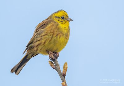 Geelgors - Yellowhammer - Emberiza citrinella
