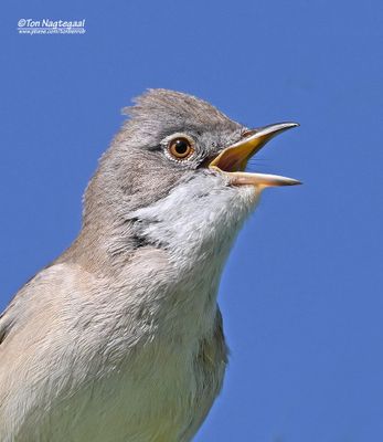Grasmus - Common Whitethroat - Silvia communis