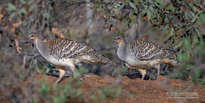 Thermometervogel - Malleefowl - Leipoa ocellata