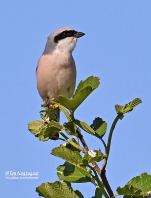 Grauwe Klauwier - Red-backed Shrike - Lanius collurio