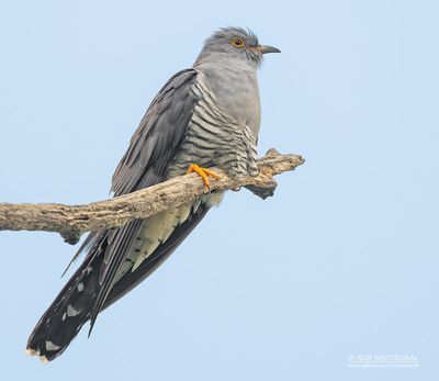 Koekoek - European cuckoo - Cuculus canorus