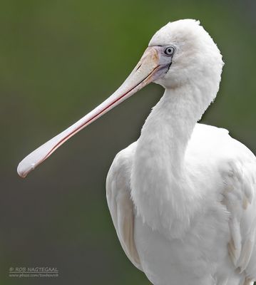 Bird portraits