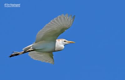 Koereiger - Western Cattle Egret - Bunulcus Ibis