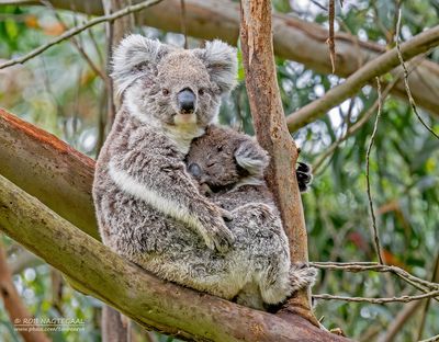 Koala - Koala - Phascolarctos cinereus