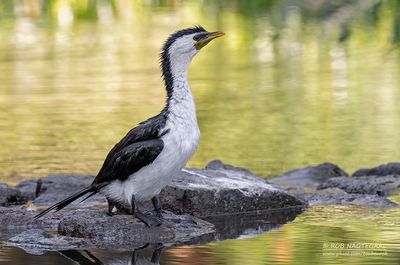 Kleine Bonte Aalscholver - Little Pied Cormorant - Microcarbo melanoleucos