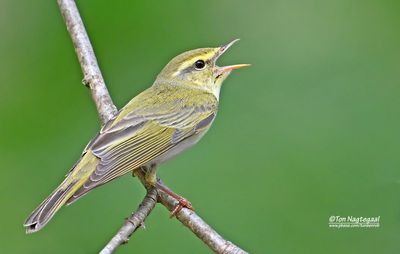 Fluiter - Wood warbler - Phylloscopus sibilatrix