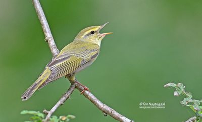 Fluiter - Wood warbler - Phylloscopus sibilatrix