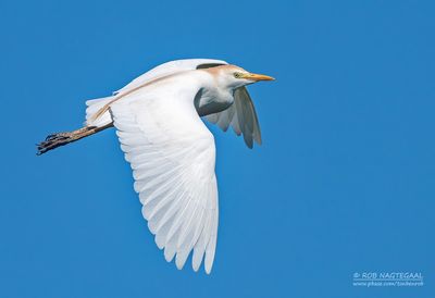 Birds in flight
