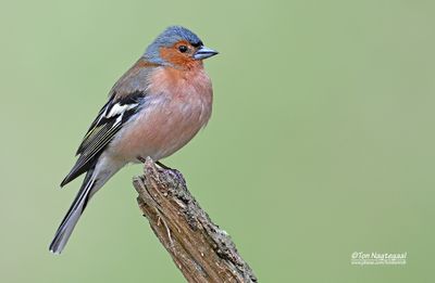 Vink - Chaffinch - Fringilla coelebs