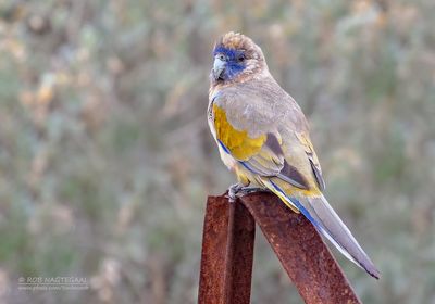 Roodbuikparkiet - Greater Bluebonnet - Northiella haematogaster