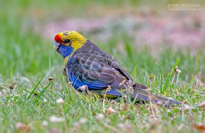 Geelbuikrosella - Green Rosella - Platycercus caledonicus