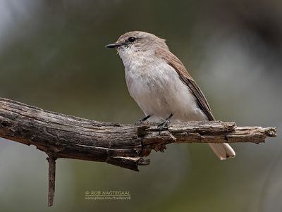 Witstaartvliegenvanger - Jacky Winter - Microeca fascinans