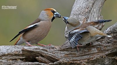 Appelvink - Hawfinch - Coccothraustes coccotraustes