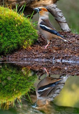 Appelvink - Hawfinch - Coccothraustes coccotraustes