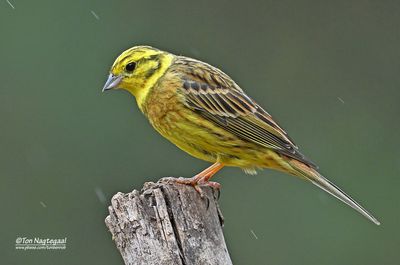 Geelgors - Yellowhammer - Emberiza citrinella