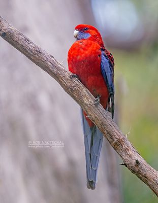 Pennantrosella - Crimson Rosella - Platycercus elegans