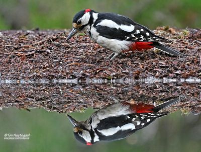 Grote bontespecht - Great spotted woodpecker - Dendrocopos major