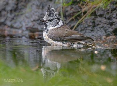 Kuifmees - Chrested Tit - Parus cristatus