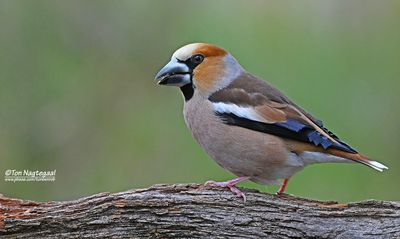 Appelvink - Hawfinch - Coccothraustes coccotraustes