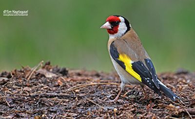 Putter - Goldfinch - Carduelis carduelis