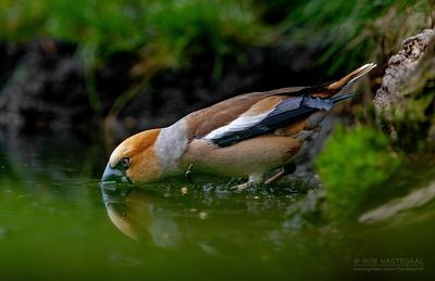 Appelvink - Hawfinch - Coccothraustes coccotraustes