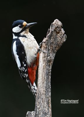 Grote bontespecht - Great spotted woodpecker - Dendrocopos major