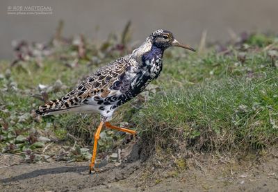 Kemphaan - Ruff - Philomachus puqnax