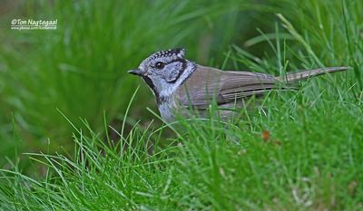 Kuifmees - Chrested Tit - Parus cristatus