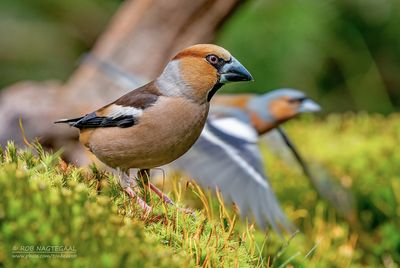 Appelvink - Hawfinch - Coccothraustes coccotraustes
