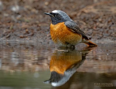 Gekraagde roodstaart - Common redstart - Phoenicurus phoenicurus