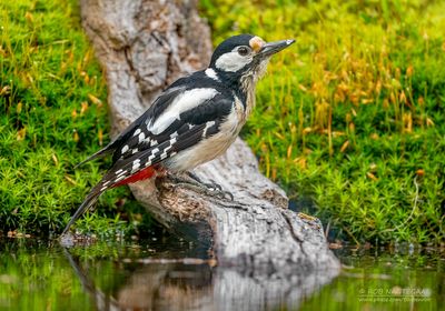 Grote bontespecht - Great spotted woodpecker - Dendrocopos major