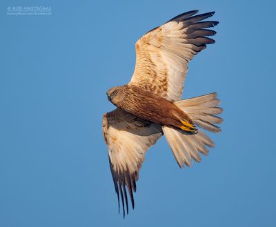 Birds in flight