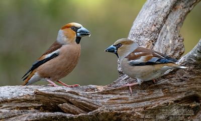 Appelvink - Hawfinch - Coccothraustes coccotraustes
