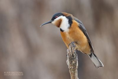 Zwarthalshoningvogel - Eastern Spinebill - Acanthorhynchus tenuirostris