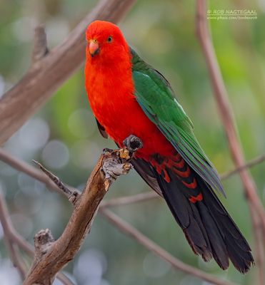 Australische Koningsparkiet - Australian King Parrot - Alisterus scapularis