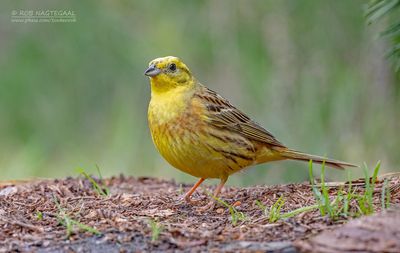 Geelgors - Yellowhammer - Emberiza citrinella