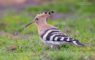 Hop - Hoopoe - Upupa epops