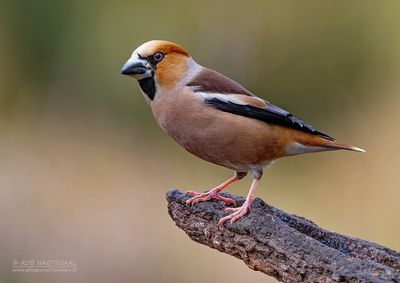 Appelvink - Hawfinch - Coccothraustes coccotraustes