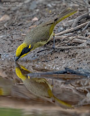 Geelpluimhoningeter - Yellow-tufted Honeyeater - Lichenostomus melanops