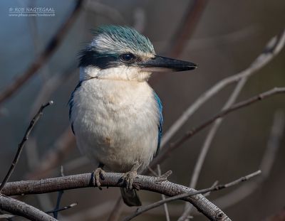 Roodrugijsvogel - Red-backed Kingfisher - Todiramphus pyrrhopygius