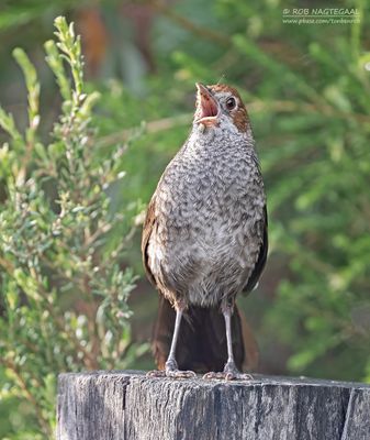 Rosse borstelvogel - Rufous bristlebird - Dasyornis broadbenti