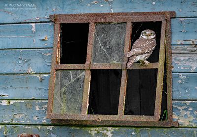 Steenuil - Little Owl - Athene noctua indigena