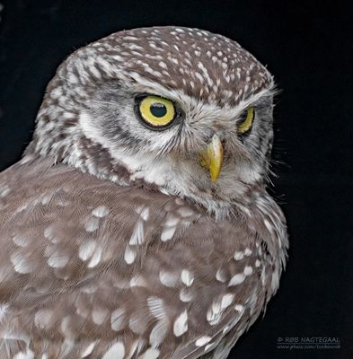 Steenuil - Little Owl - Athene noctua indigena