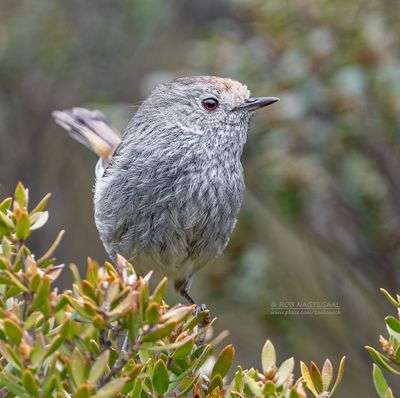 Tasmaanse doornsnavel - Tasmanian thornbill - Acanthiza ewingii